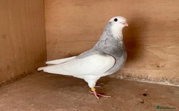 Pigeons birds for sale: Lovely Roller Pigeons For Sale  - Image 9