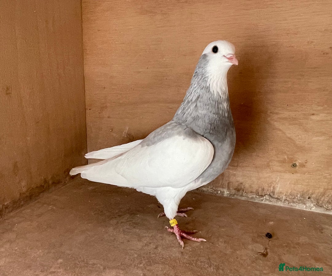Pigeons birds for sale: Lovely Roller Pigeons For Sale  - Image 9