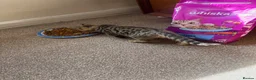 Bengal cats for sale: Stunning Bengal Kittens Only 1 left - Advert 14