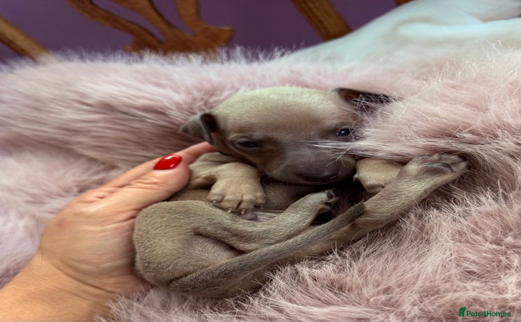 Italian Greyhound dogs - Advert 1