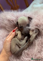 Italian Greyhound dogs - Advert 5