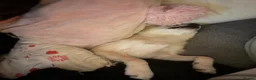 Pomchi dogs for sale: Meet Marnie!  in Dunmow - Advert 6