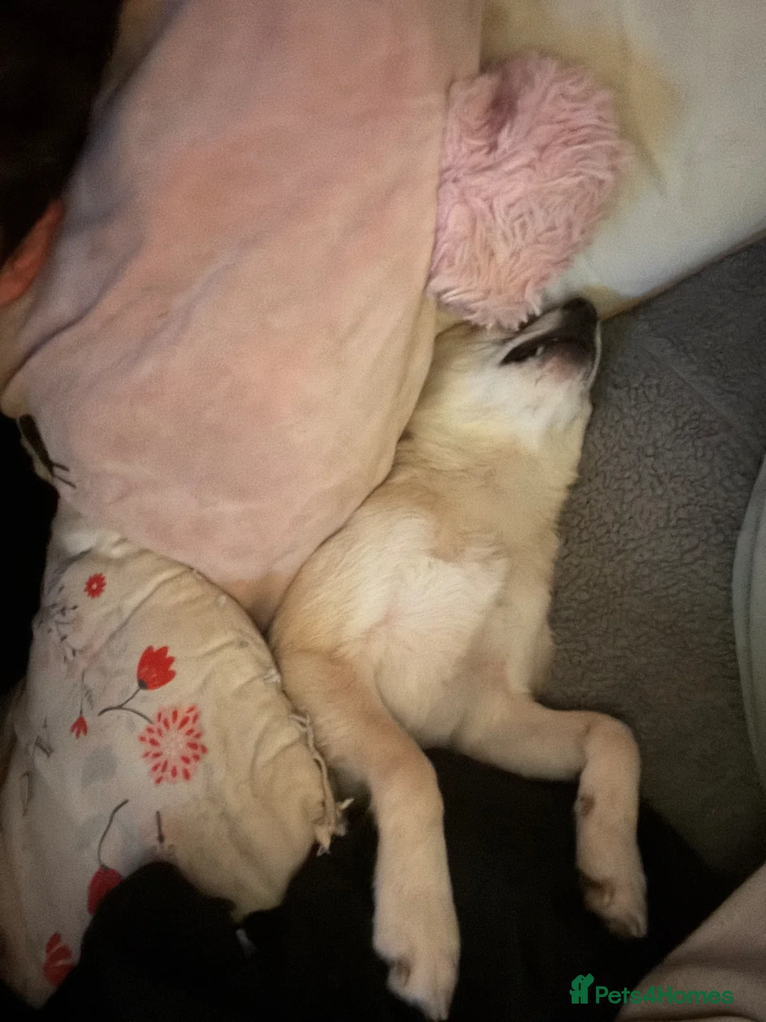 Pomchi dogs for sale: Meet Marnie!  in Dunmow - Advert 6