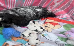 Cocker Spaniel dogs for sale: Beautiful English Cocker Spaniel Puppies  - Image 2