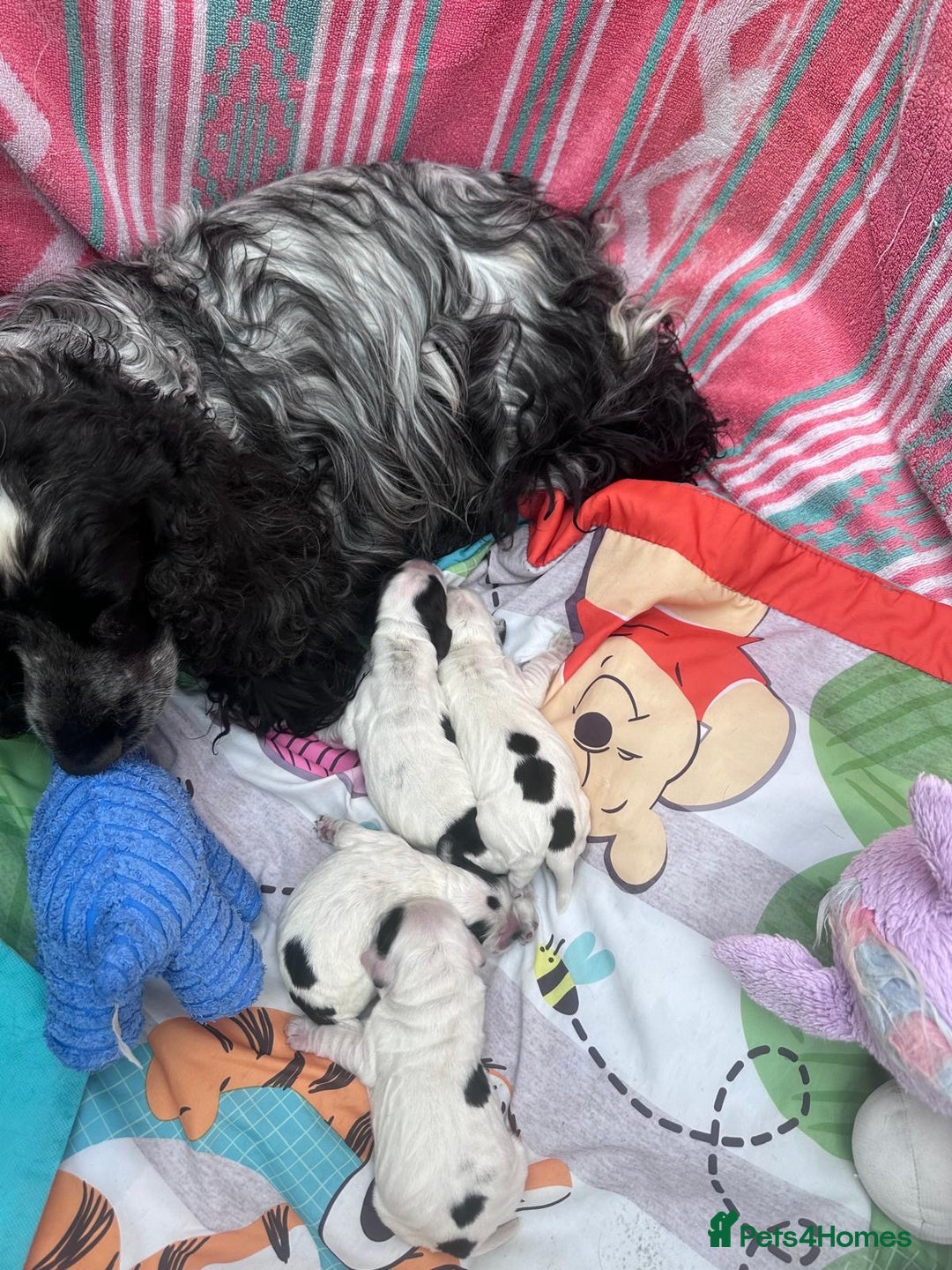 Cocker Spaniel dogs for sale: Beautiful English Cocker Spaniel Puppies  - Image 2