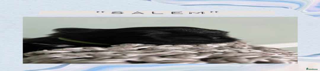 "Salem" green collar