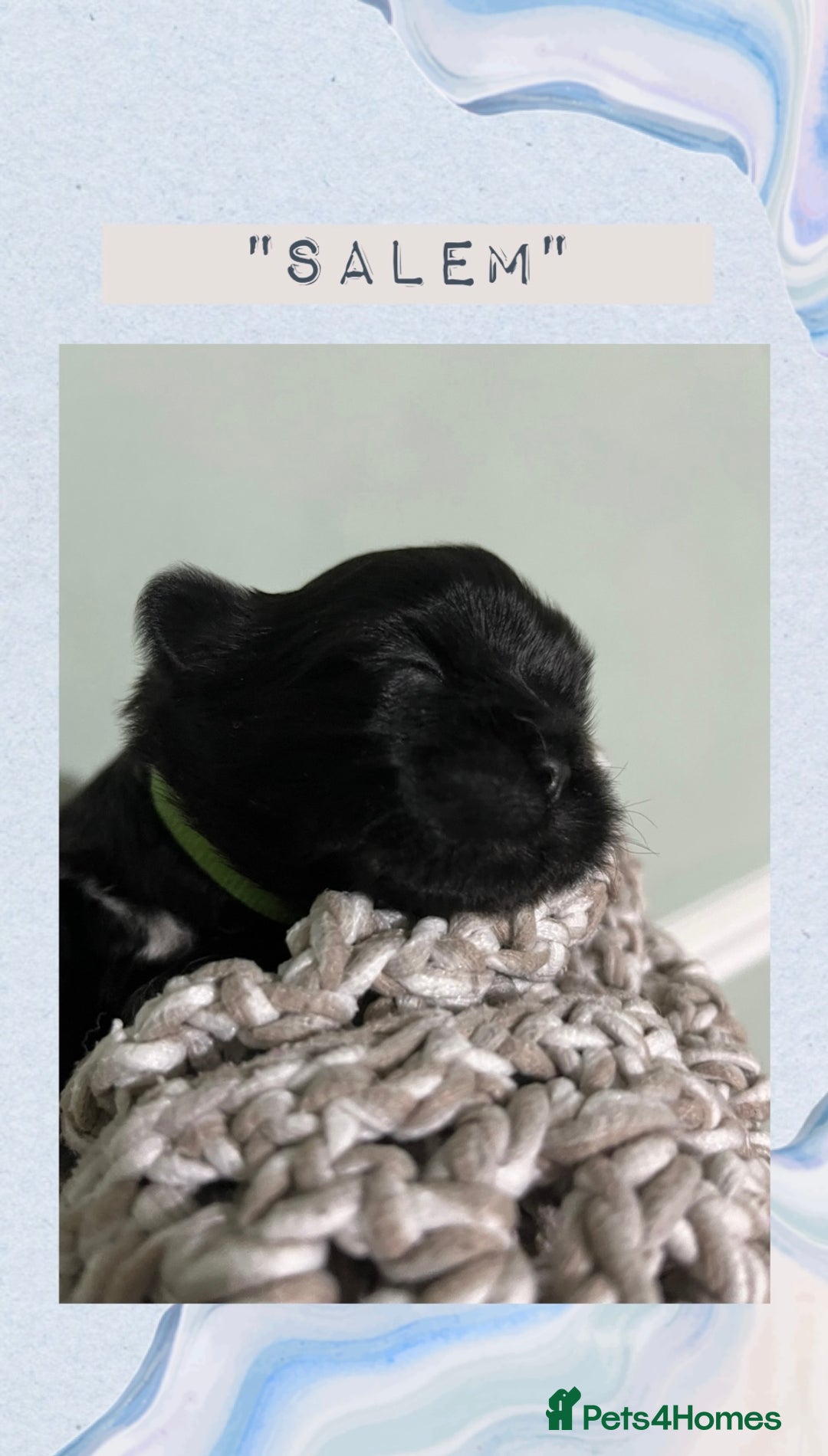 Shih Tzu dogs for sale: Shih Tzu Puppies (standard) - Image 7