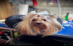 Yorkshire Terrier dogs for sale: KC registered champion blood puppies  - Image 11