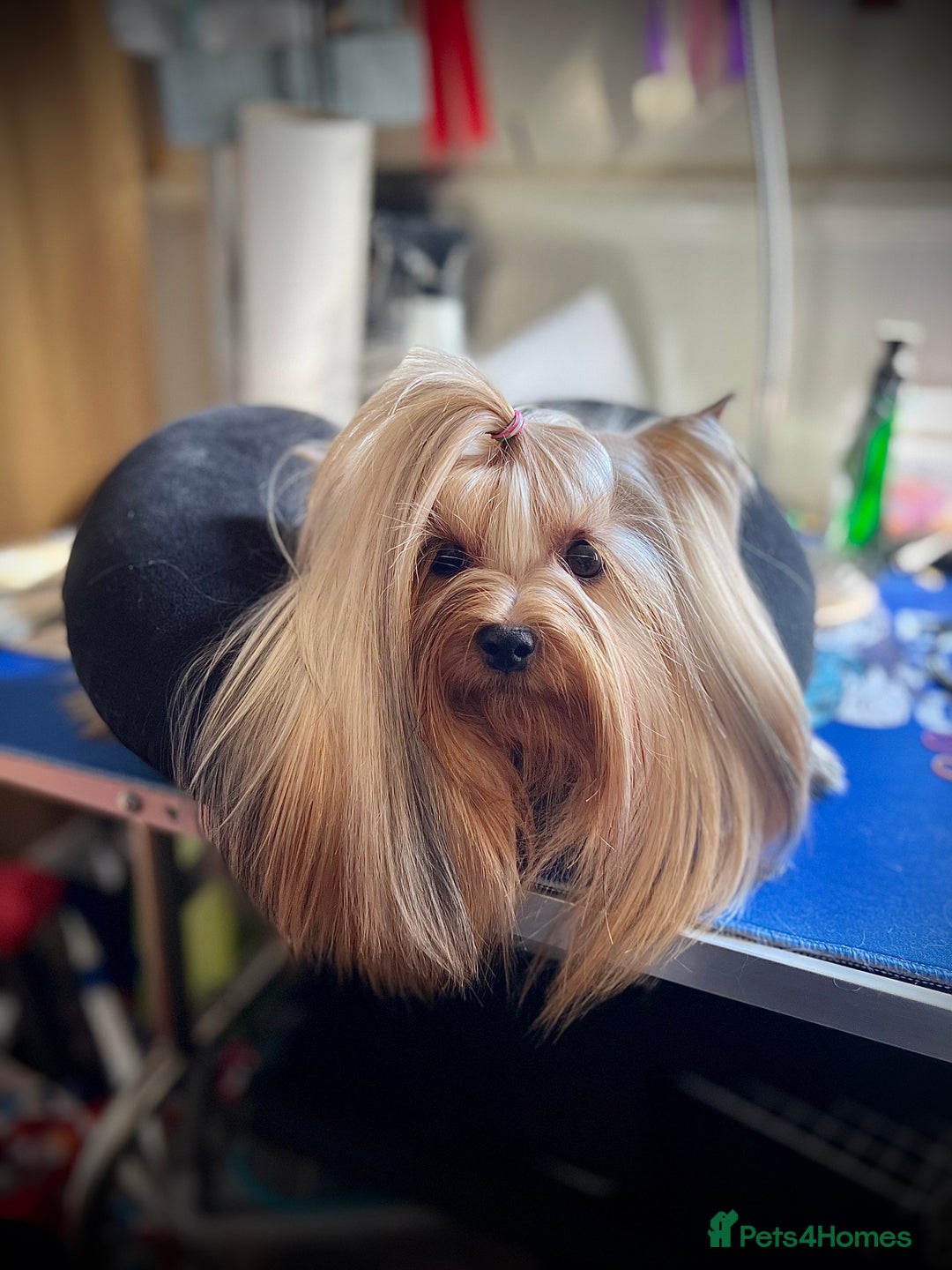 Yorkshire Terrier dogs for sale: KC registered champion blood puppies  - Image 11