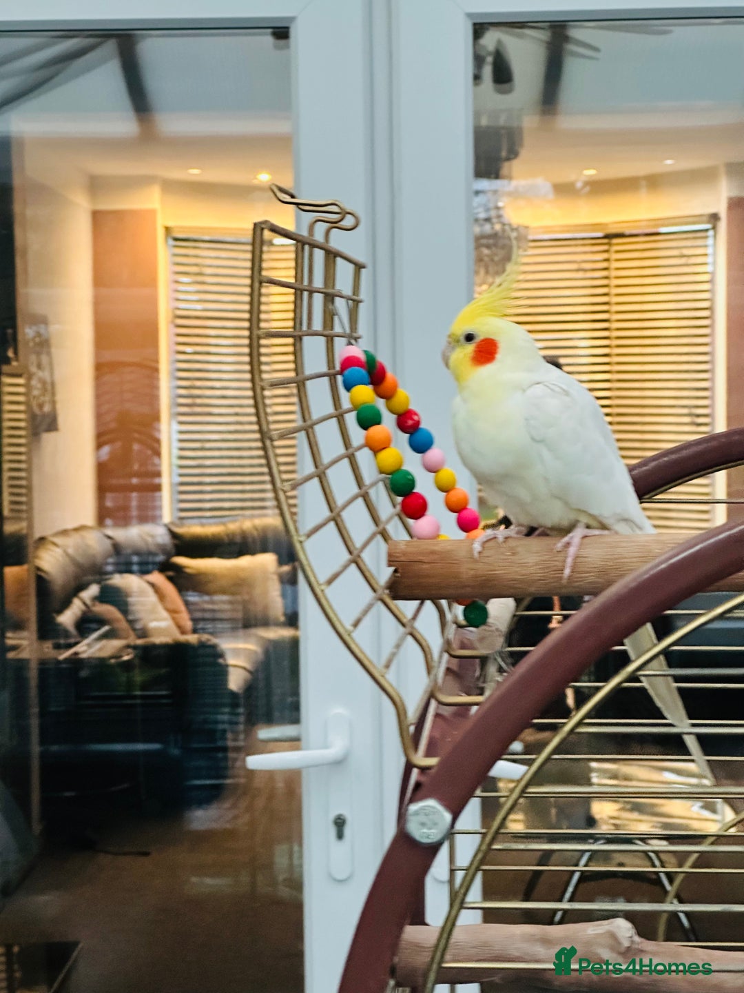 Cockatiels birds for sale: Cockatiel Female + Full Setup Included - Advert 1