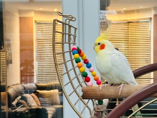 Cockatiels birds Cockatiel Female + Full Setup Included - Advert 1