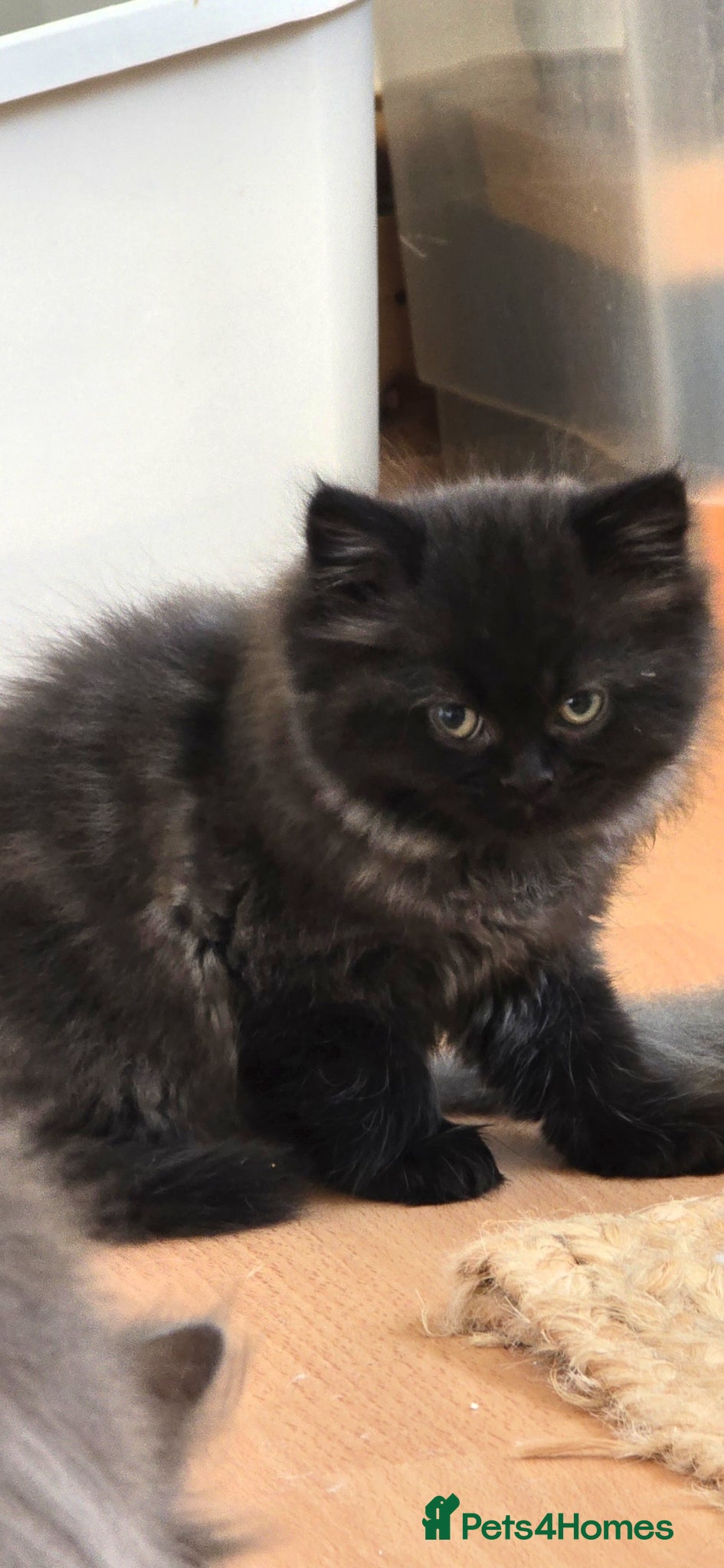 Persian cats 🐱Persian kittens 🐱🐈 - Advert 1