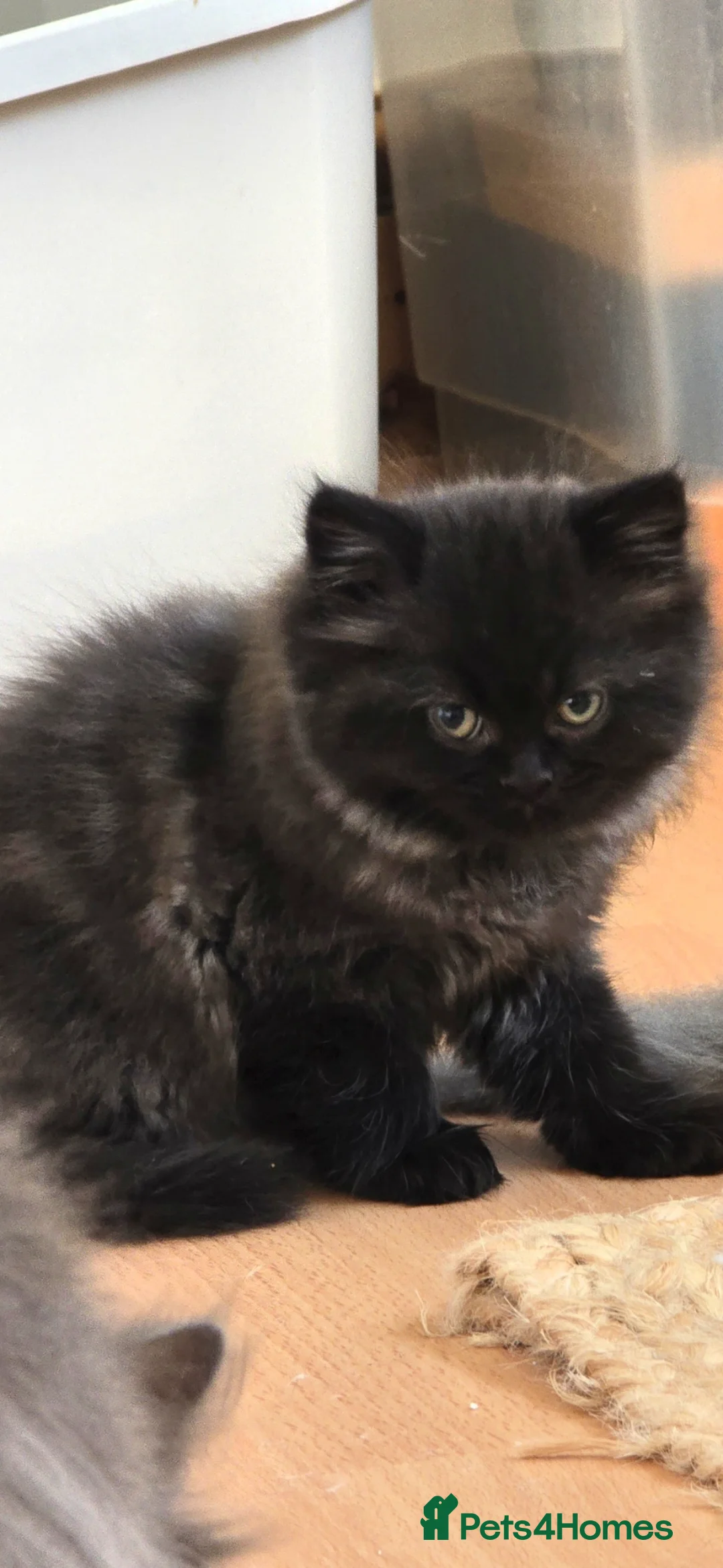 Persian cats for sale: 🐱Persian kittens 🐱🐈 - Advert 1