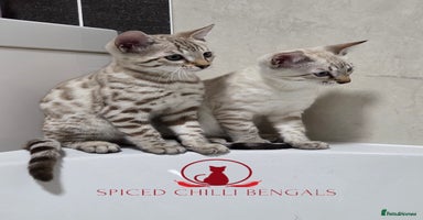 Bengal cats - Advert 6