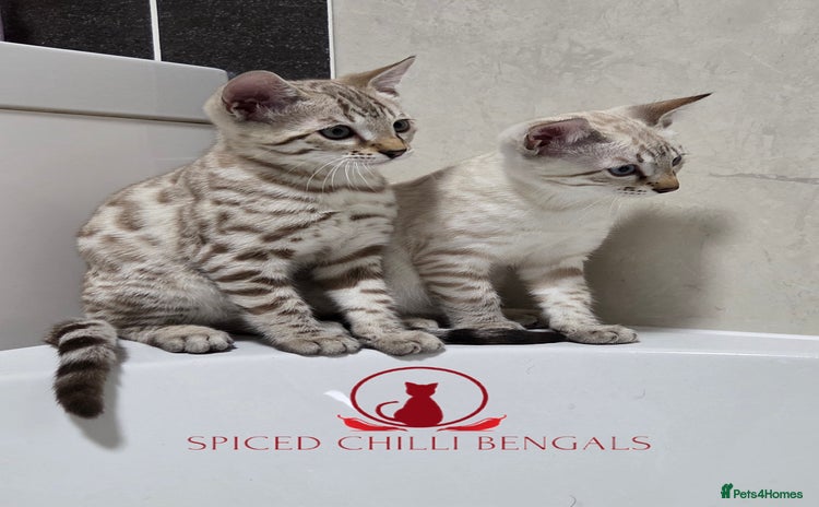 Bengal cats - Advert 1