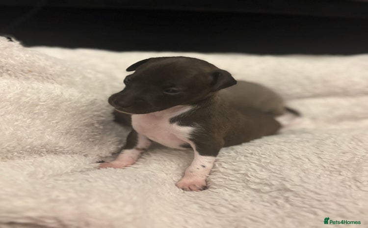 Italian Greyhound dogs - Advert 1