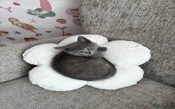 British Shorthair cats for sale: Two Blue British Short Hair Kittens  - Image 1