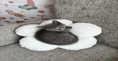 British Shorthair cats - Advert 12