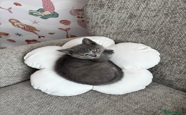 British Shorthair cats - Advert 4