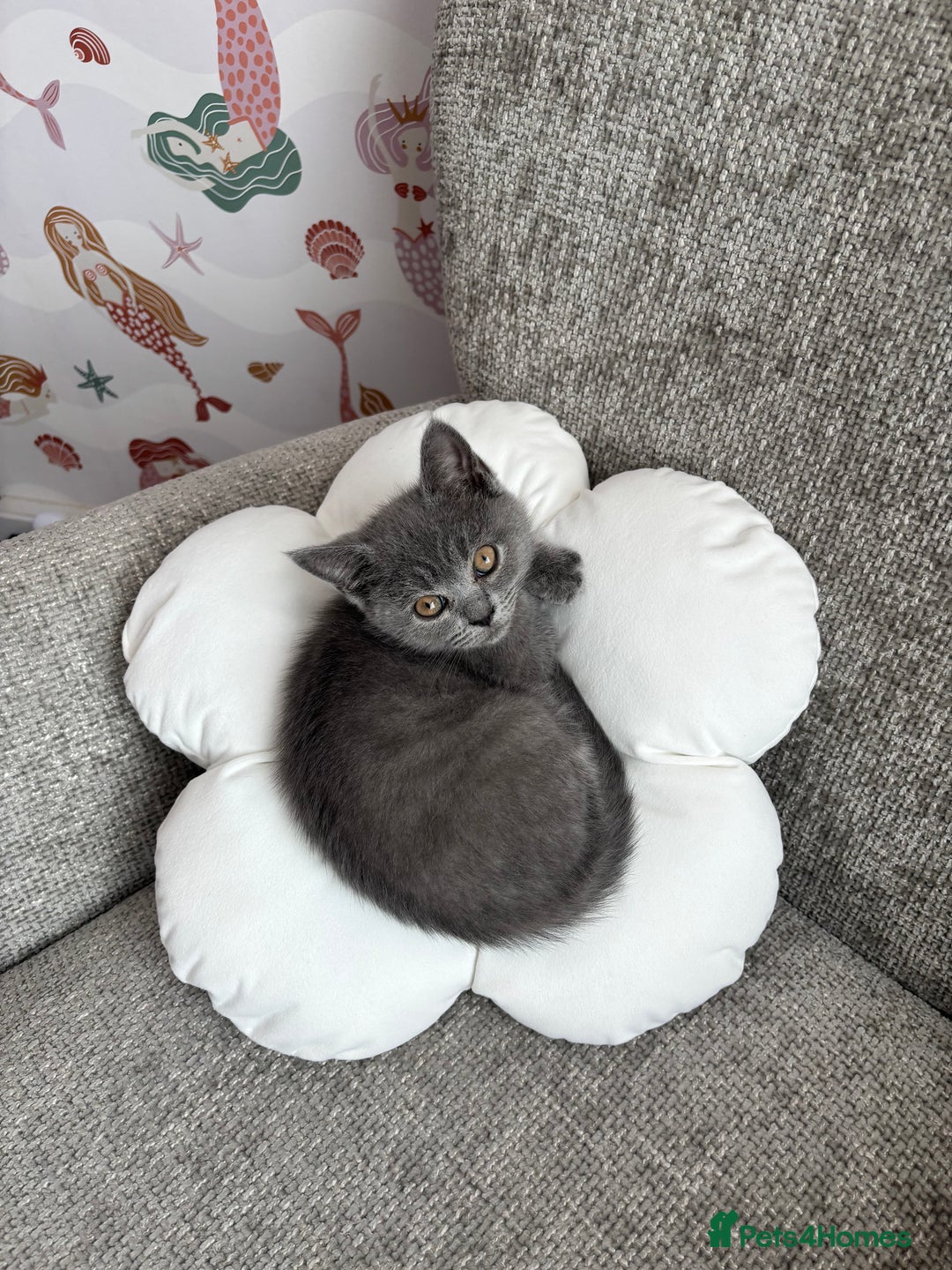 British Shorthair cats for sale: Two Blue British Short Hair Kittens  - Image 1