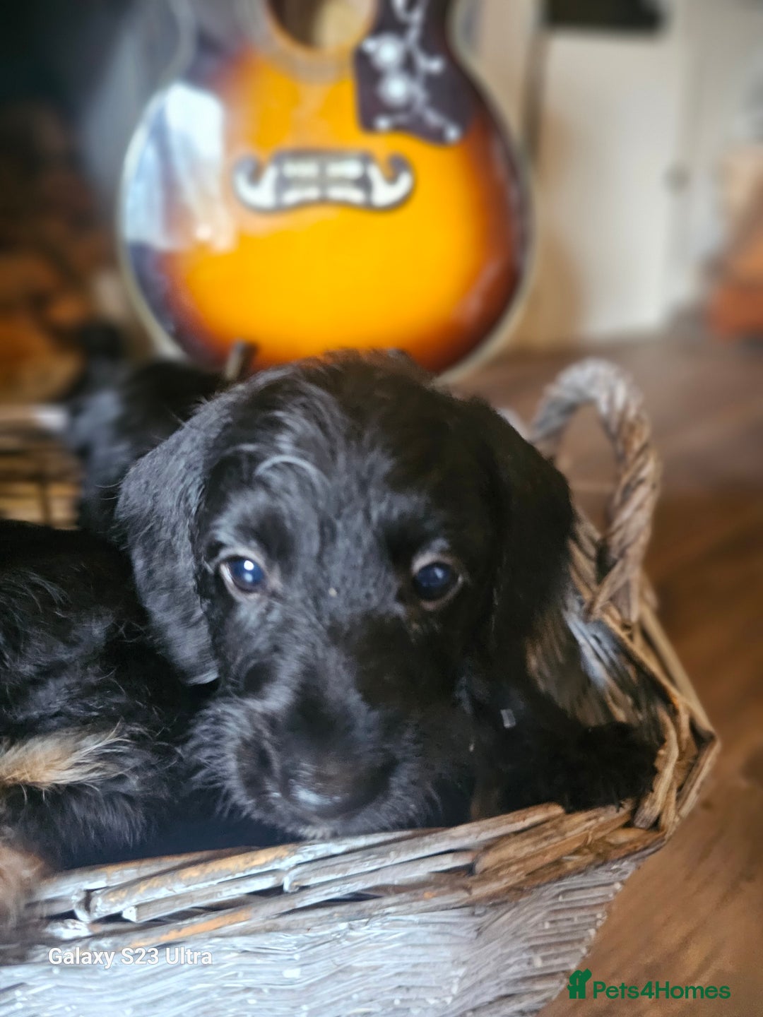 Doxiepoo dogs for sale: Doxipoos puppies mega curly & suited ONLY 2 LEFT  - Image 6