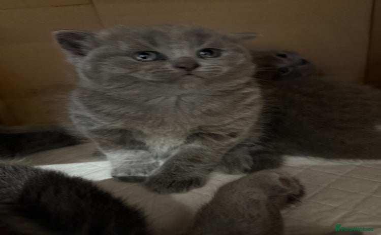 Scottish Fold cats - Advert 14