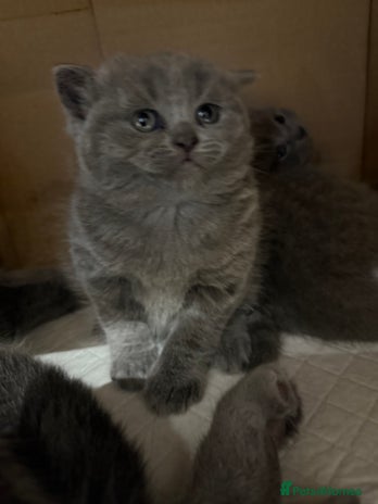 Scottish Fold cats - Advert 14