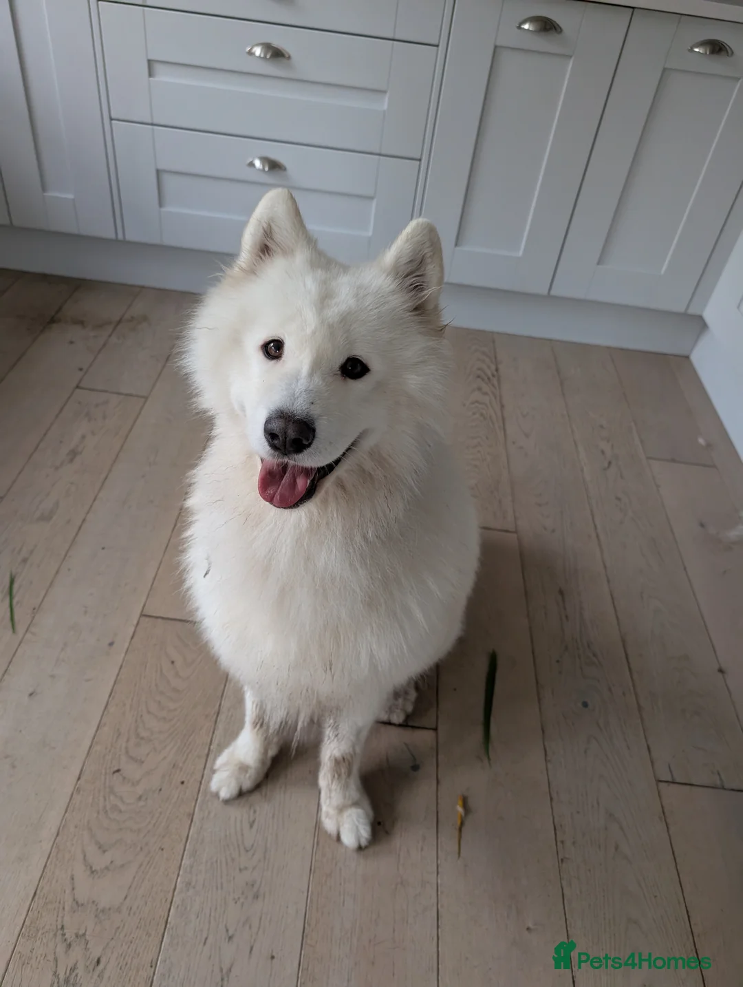 Samoyed dogs for sale: Beautiful Samoyed Echo – 1 Year 11 months - Advert 8