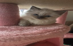 Ragdoll cats for sale: Pure Ragdoll kittens available 🐱🐾 - Image 14