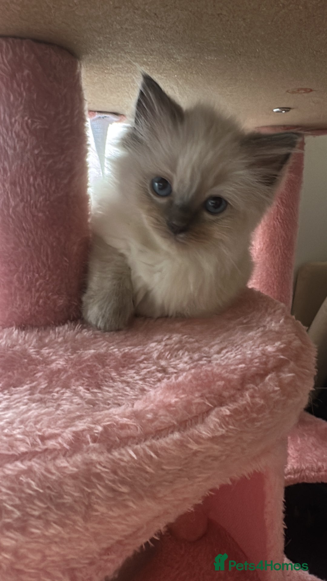 Ragdoll cats for sale: Pure Ragdoll kittens available 🐱🐾 - Image 14