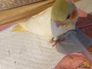 Cockatiels birds - Advert 1