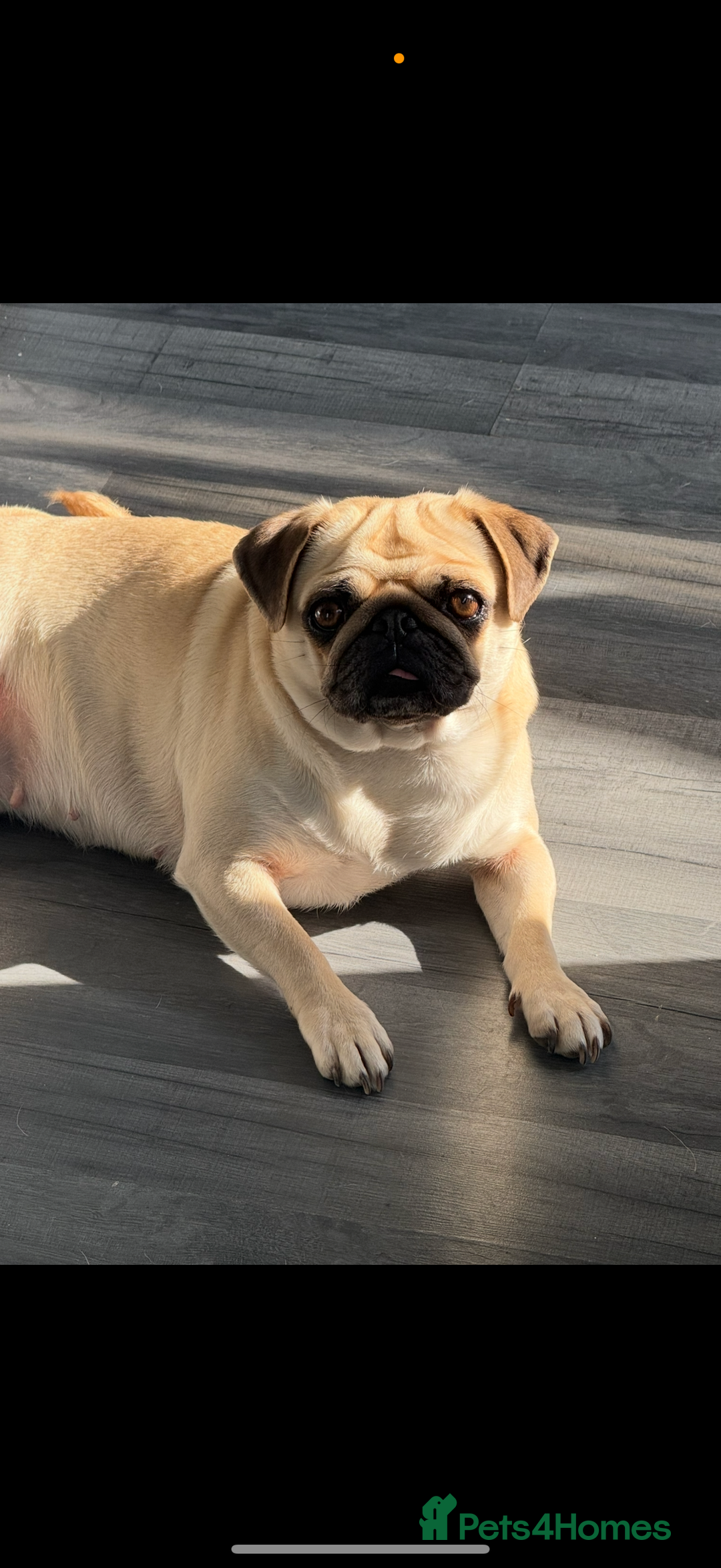 Pug dogs for sale: Pug puppy for sale  - Image 5