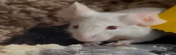 Mouse rodents for sale: Two mice to rehome - neutered boy and intact girl. - Advert 11