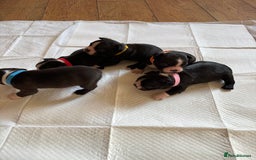 Boston Terrier dogs for sale: K.C. BEAUTIFUL BOSTON TERRIER PUPPIES - Image 11
