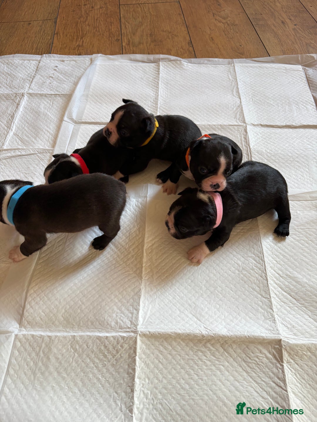 Boston Terrier dogs for sale: K.C. BEAUTIFUL BOSTON TERRIER PUPPIES - Image 11
