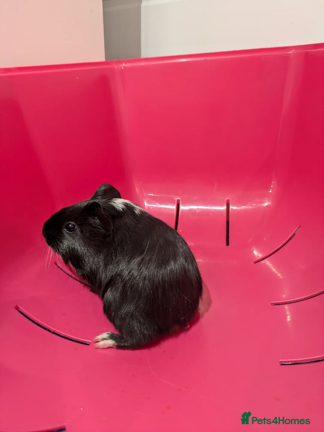 Guinea Pig rodents for sale: Guinea pigs location Dagenham Essex  - Advert 5