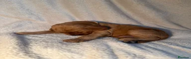 Irish Doodle 2 (Chestnut)