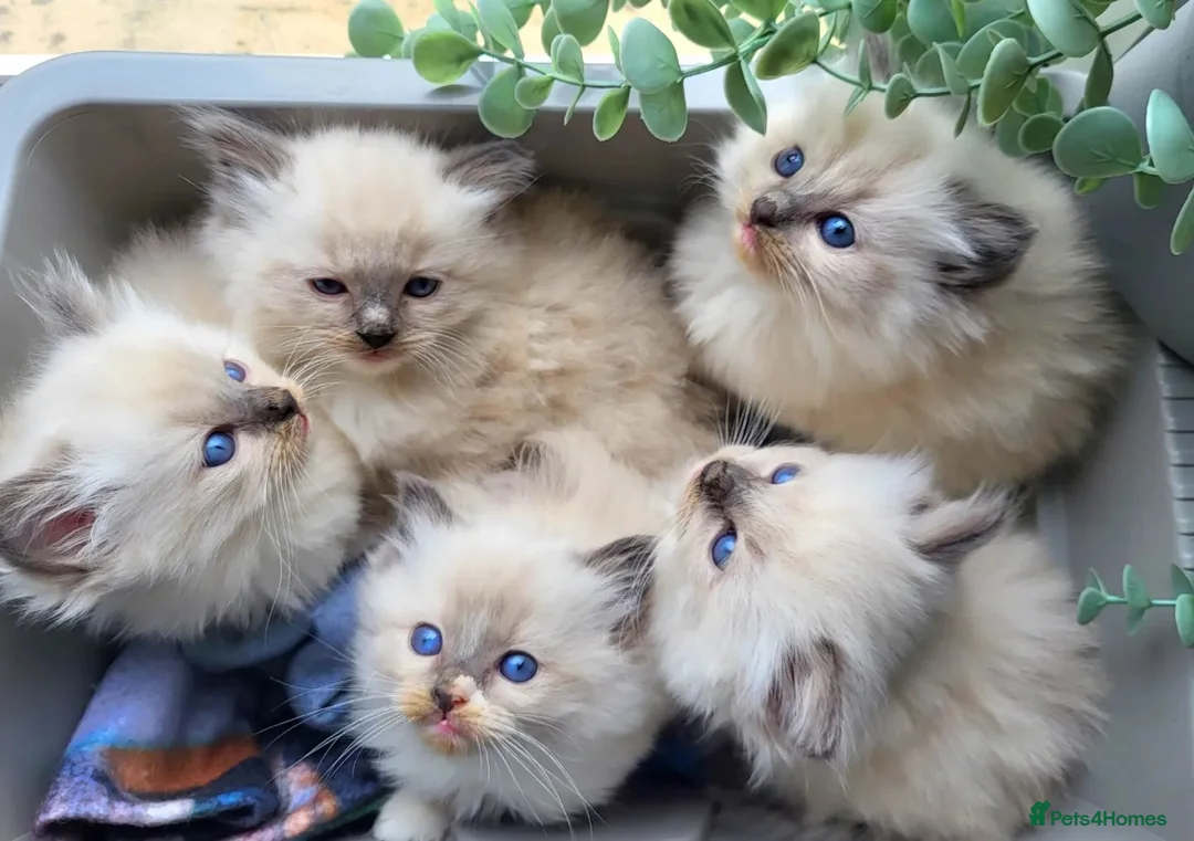 Ragdoll cats for stud: BEAUTIFUL BLUE POINT LARGE STUD RAGDOLL in Preston - Advert 15