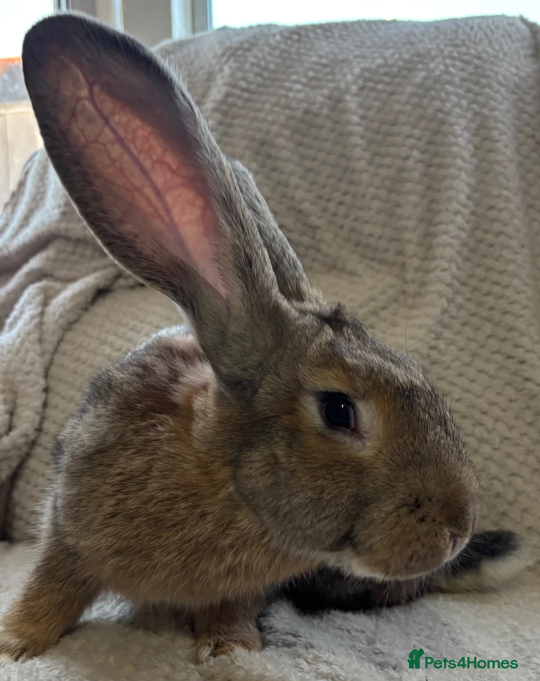 Continental Giant rabbits for sale: Continental Giant Buck - Advert 2
