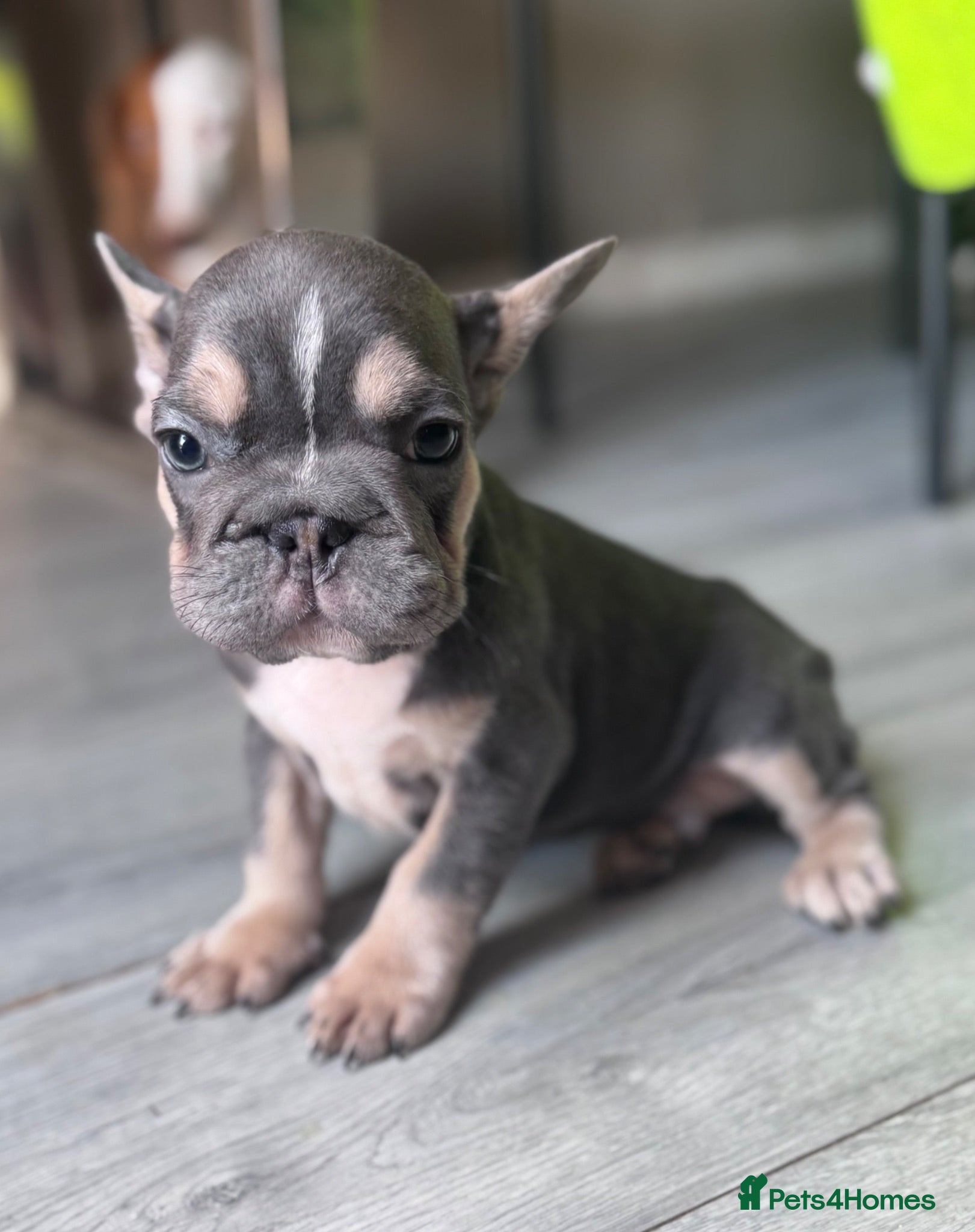French Bulldog dogs Adorable fluffy frenchies - Advert 16