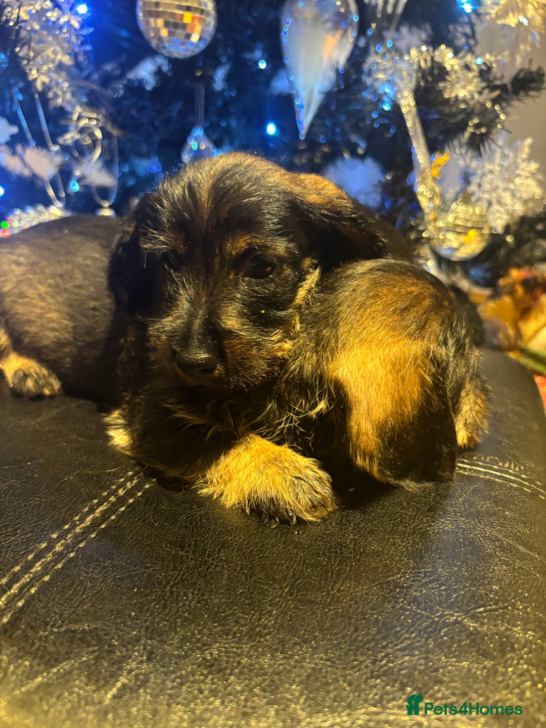 Miniature Dachshund dogs for sale: Wire Haired Dachshunds  - Advert 7