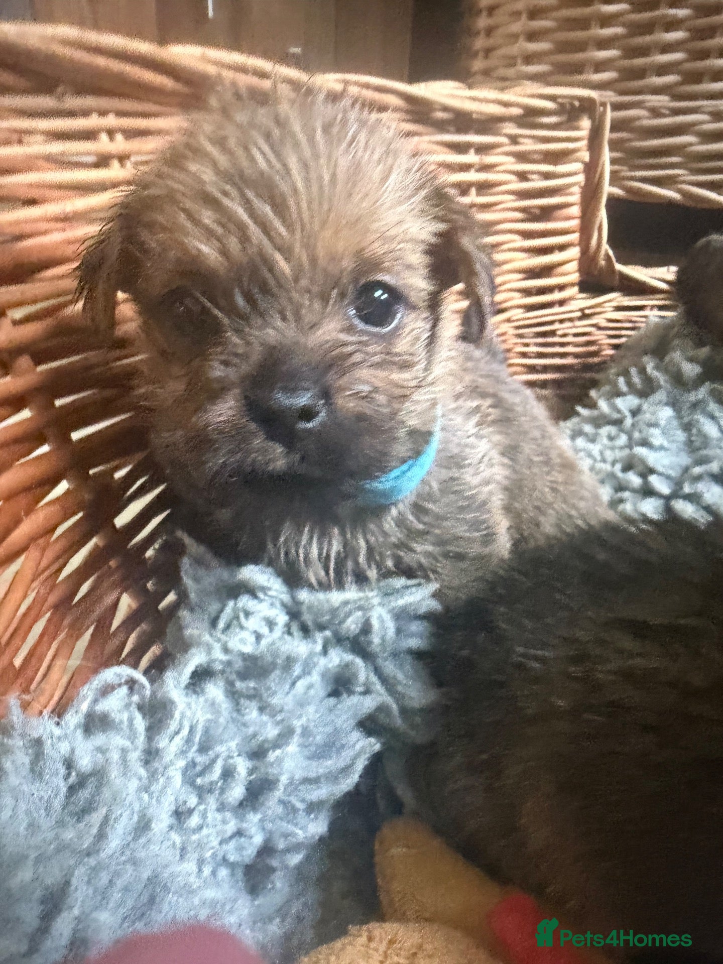 Norfolk Terrier dogs Norfolk Terrier Puppies for Sale – 1 Bitch 3 Dogs - Advert 2