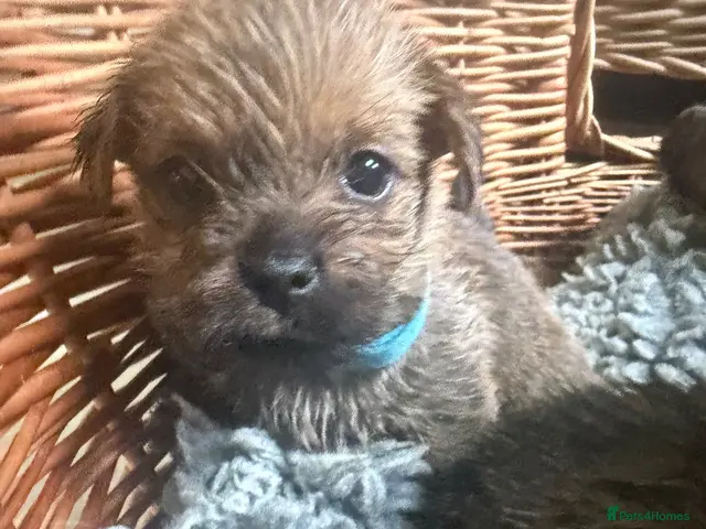 Norfolk Terrier dogs Norfolk Terrier Puppies for Sale – 1 Bitch 3 Dogs - Advert 2