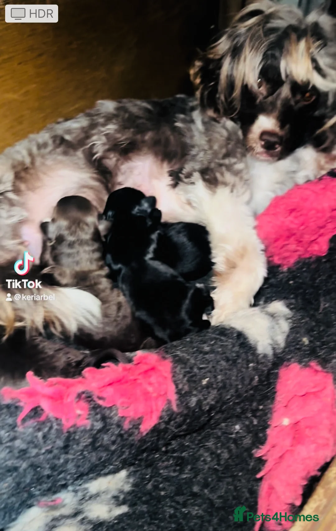 Mixed Breed dogs for sale: Powderpuff poos  - Advert 9