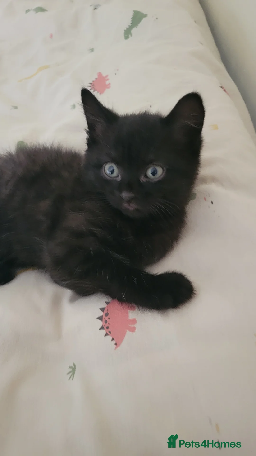 Mixed Breed cats for sale: 6 adorable kittens Ready for their forever homes - Advert 1