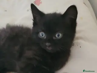 Mixed Breed cats 6 adorable kittens Ready for their forever homes - Advert 2