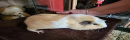 Guinea Pig rodents for sale: Guinea Pig Free to Good Home - Advert 5