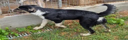 Mixed Breed dogs for adoption: Lou - north Walsham Norfolk  - Advert 11
