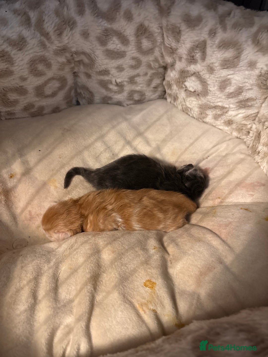 Mixed Breed cats for sale: Himalayan x Mainecoon  - Advert 12