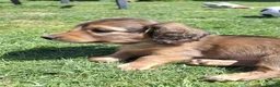Miniature Dachshund dogs for sale: Mini Long Haired Daschund 2 girls left - Advert 12